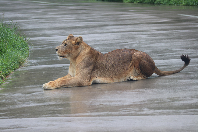 上海野生動物園